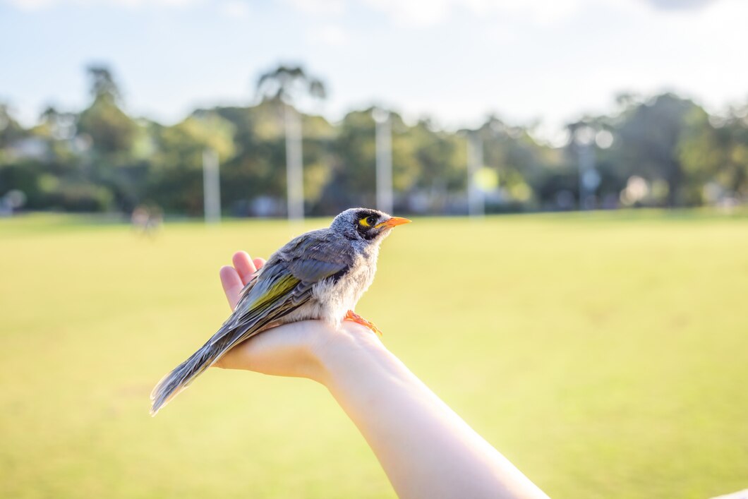 The Value of a Bird in Hand